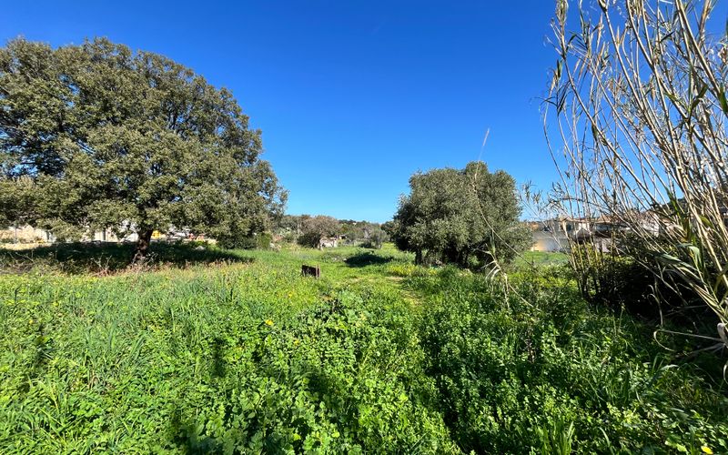 Terrain 1300 m² · à Santa-Reparata-Di-Balagna · 1 300 m² · 250 000 €