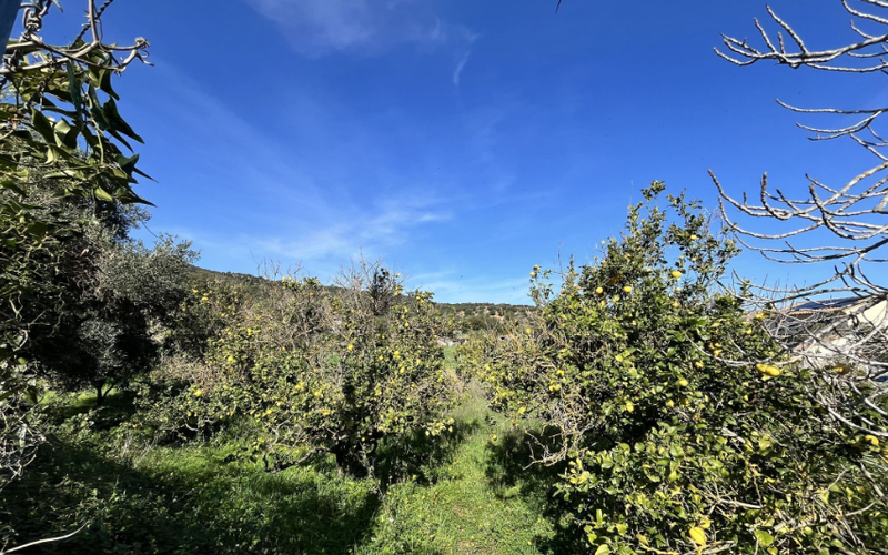 Terrain 1939 m² · à Santa-Reparata-Di-Balagna · 1 939 m² · 299 000 €